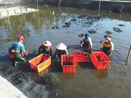 無毒甲魚(鱉)養殖